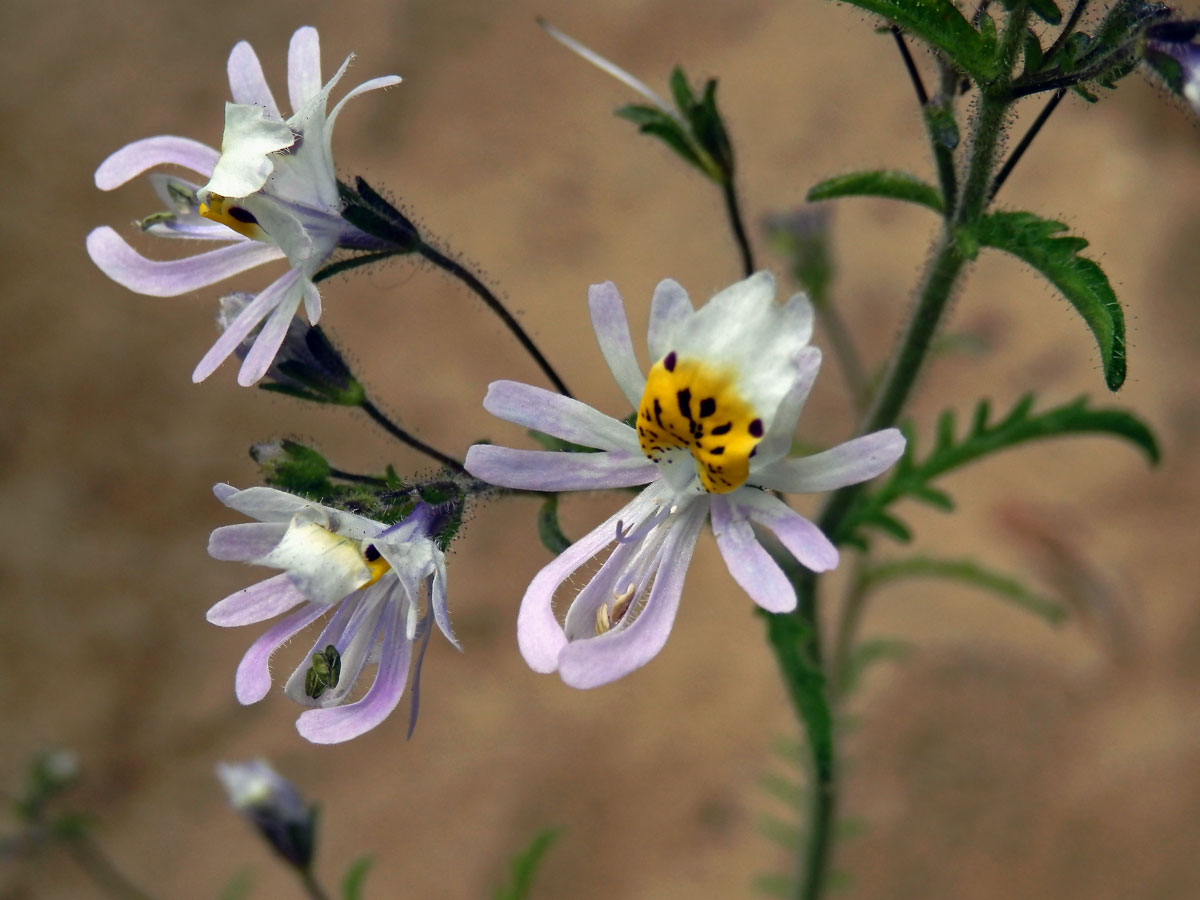 Klanokvět (Schizanthus tricolor[/i] Grau & Gronbach)