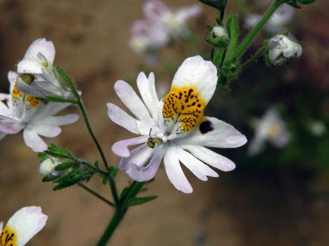 Klanokvět (Schizanthus tricolor[/i] Grau & Gronbach)