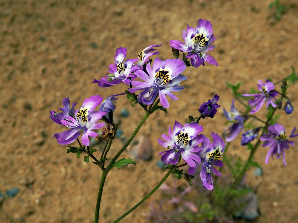 Klanokvět (Schizanthus pinnatus Ruiz & Pavón)