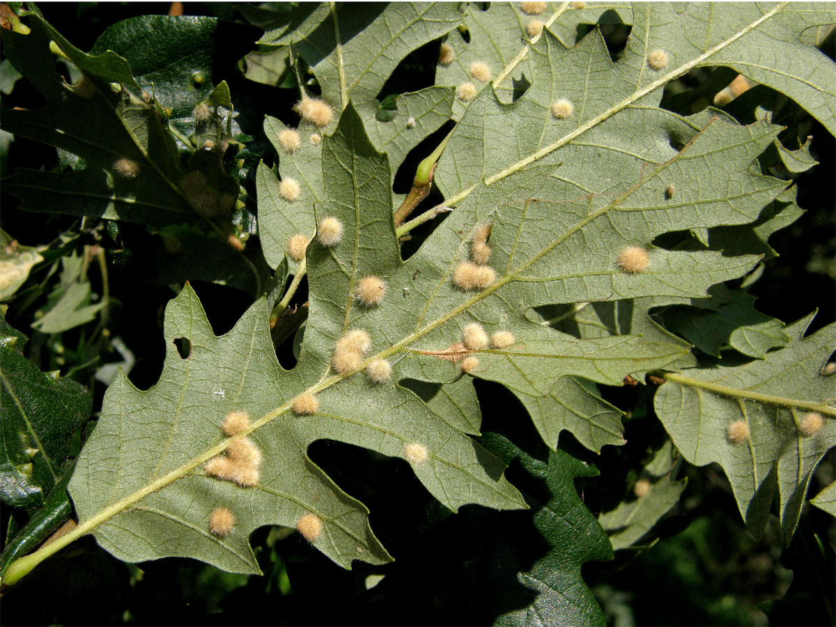 Hálky bejlomorky Dryomia circinnans, dub cer