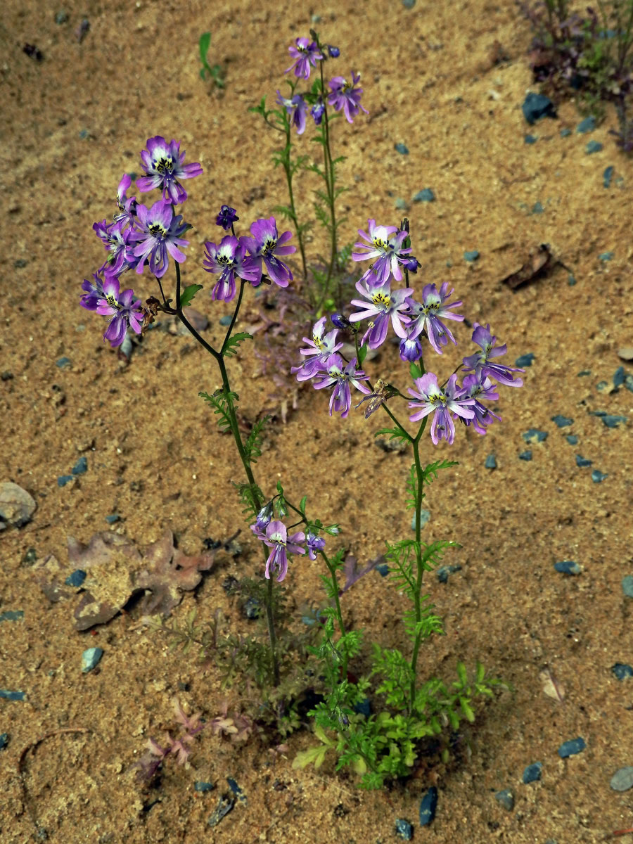 Klanokvět (Schizanthus pinnatus Ruiz & Pavón)