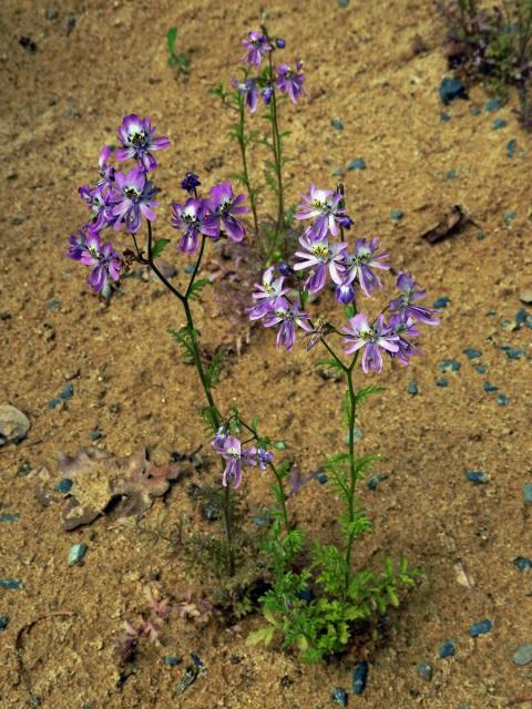 Klanokvět (Schizanthus pinnatus Ruiz & Pavón)