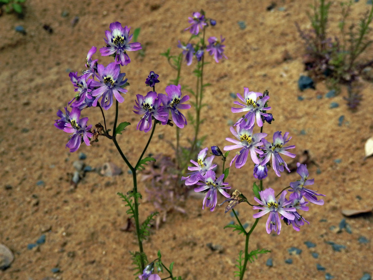 Klanokvět (Schizanthus pinnatus Ruiz & Pavón)