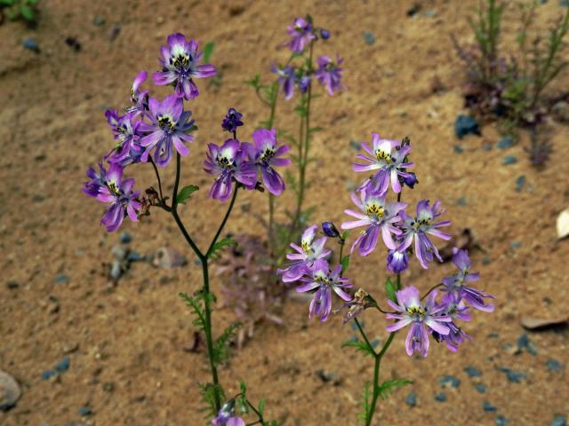 Klanokvět (Schizanthus pinnatus Ruiz & Pavón)