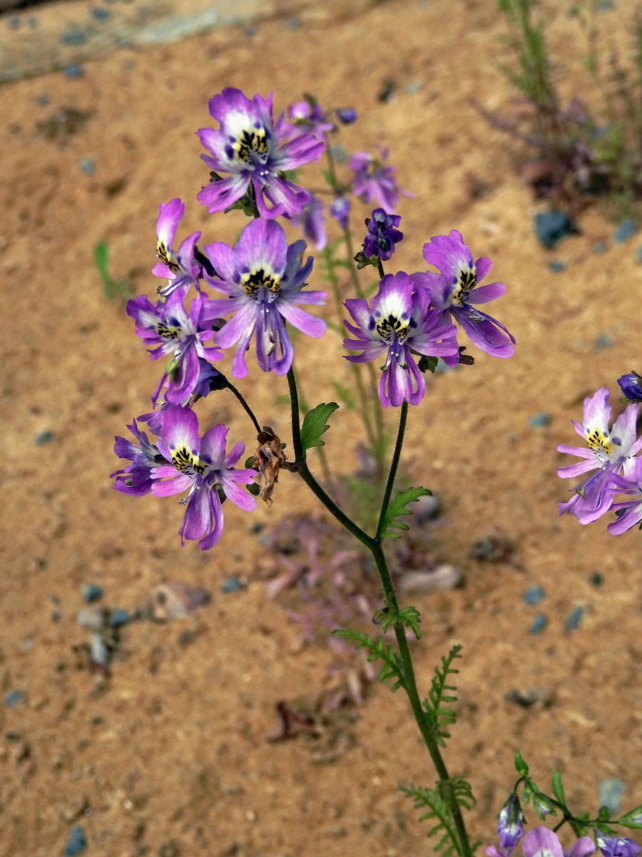 Klanokvět (Schizanthus pinnatus Ruiz & Pavón)