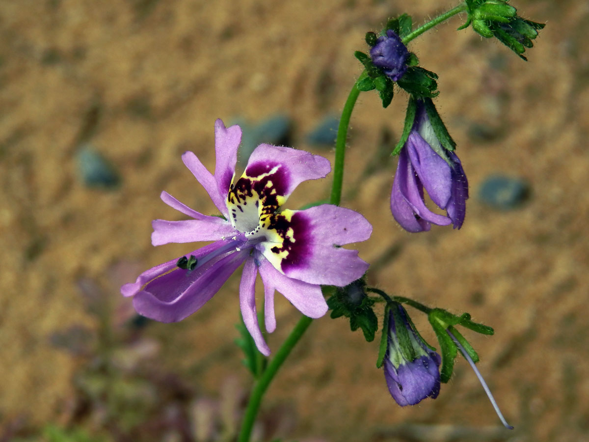 Klanokvět (Schizanthus pinnatus Ruiz & Pavón)