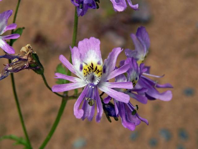 Klanokvět (Schizanthus pinnatus Ruiz & Pavón)