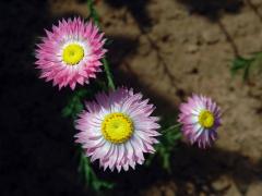 Smilek zelenohlavý (Rhodanthe chlorocephala (Turcz.) P. Wilson)