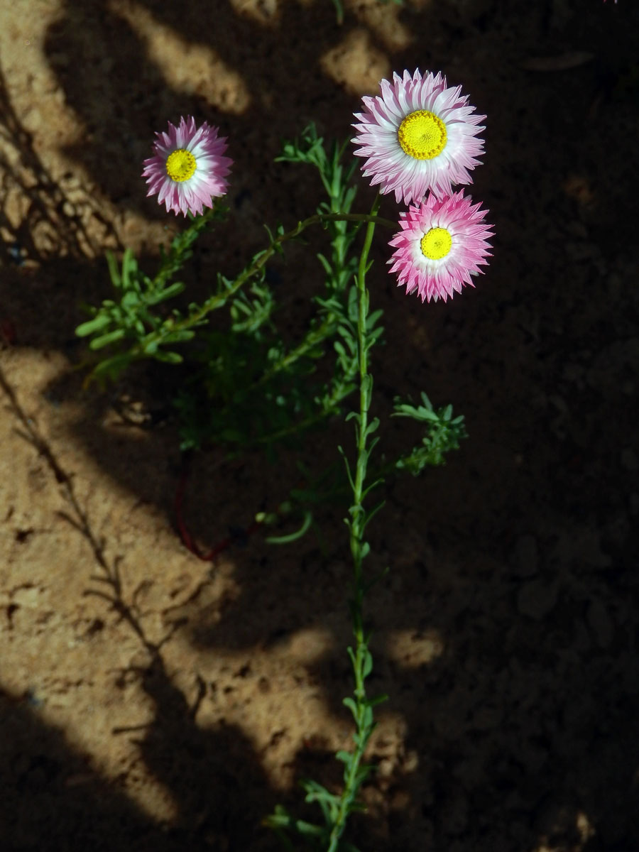 Smilek zelenohlavý (Rhodanthe chlorocephala (Turcz.) P. Wilson)