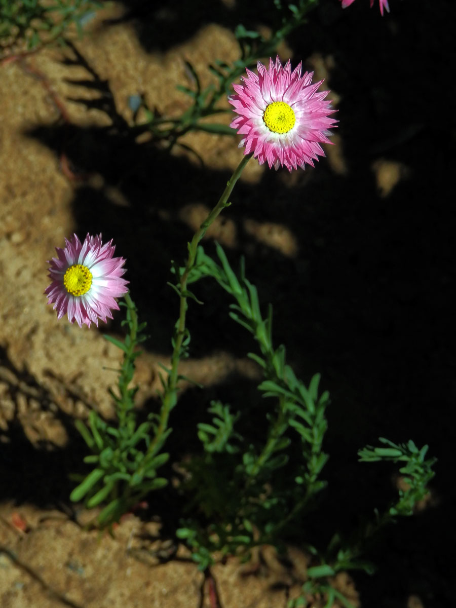 Smilek zelenohlavý (Rhodanthe chlorocephala (Turcz.) P. Wilson)