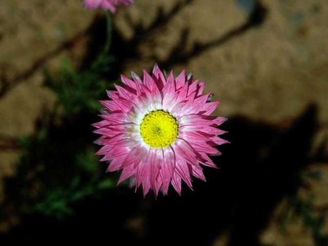 Smilek zelenohlavý (Rhodanthe chlorocephala (Turcz.) P. Wilson)