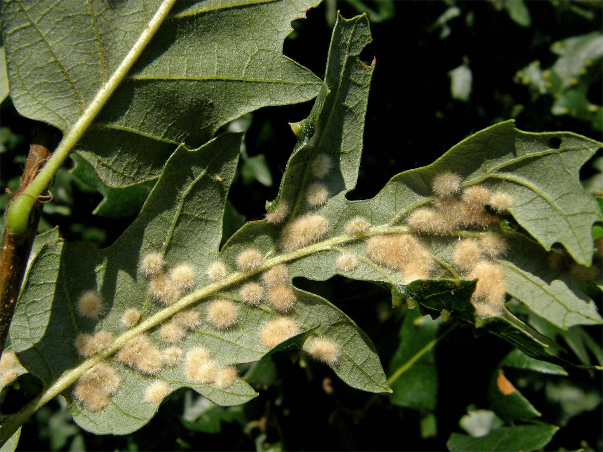 Hálky bejlomorky Dryomia circinnans, dub cer