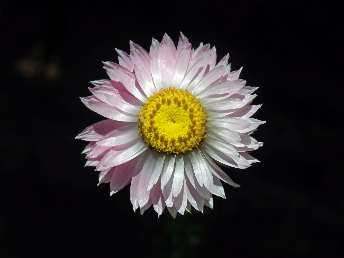 Smilek zelenohlavý (Rhodanthe chlorocephala (Turcz.) P. Wilson)