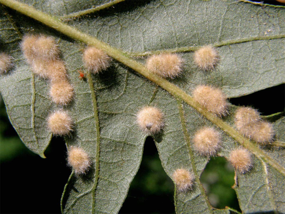 Hálky bejlomorky Dryomia circinnans, dub cer