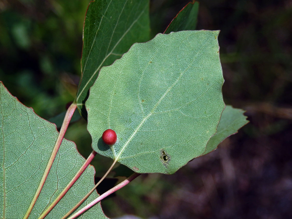 Hálky žlabatky Harmandia cavernosa; topol osika