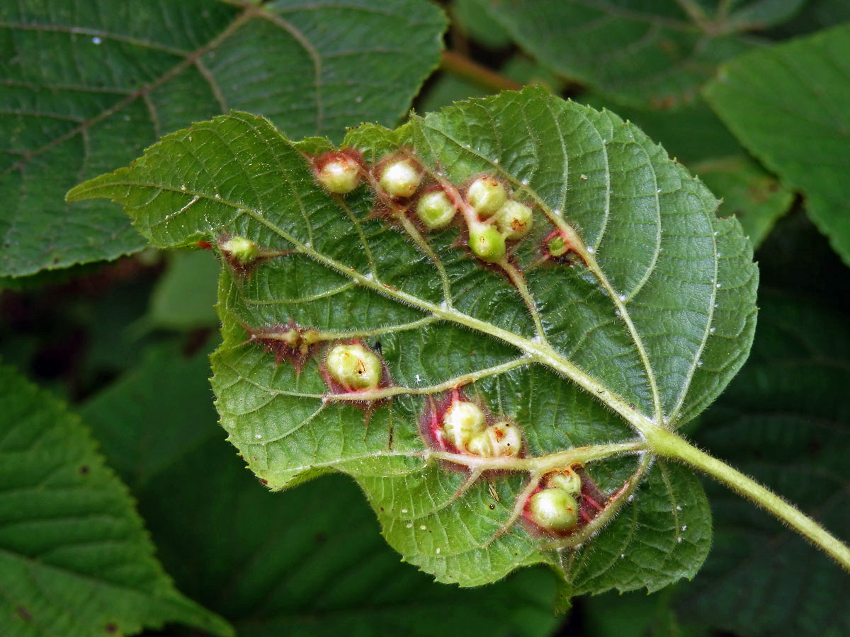 Hálky bejlomorky lipové (Didymomyia reaumuriana)