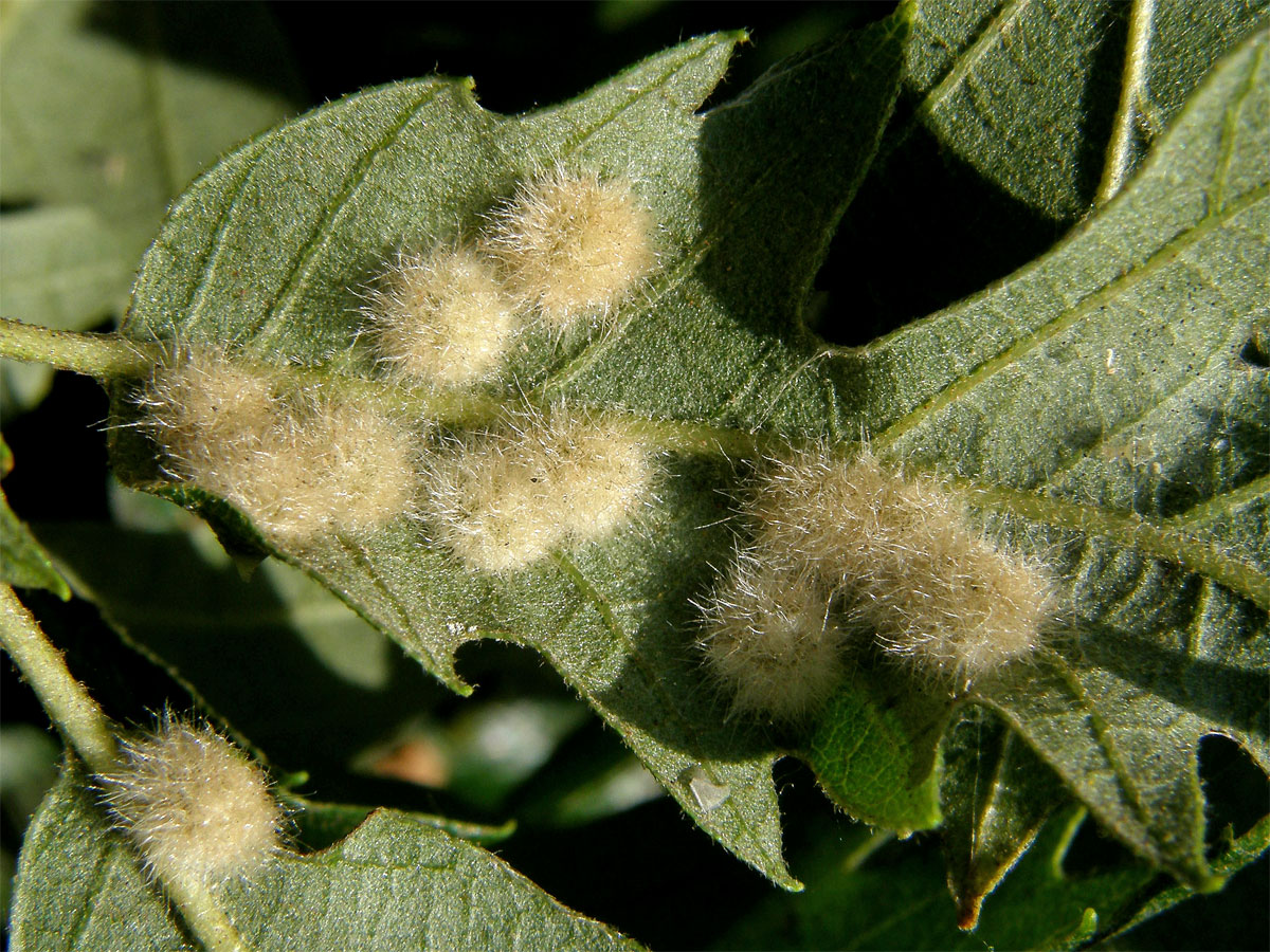 Hálky bejlomorky Dryomia circinnans, dub cer