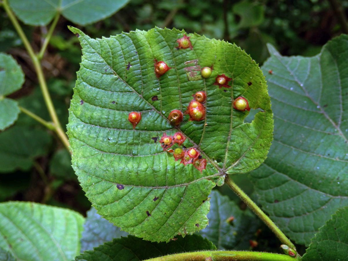 Hálky bejlomorky lipové (Didymomyia reaumuriana)