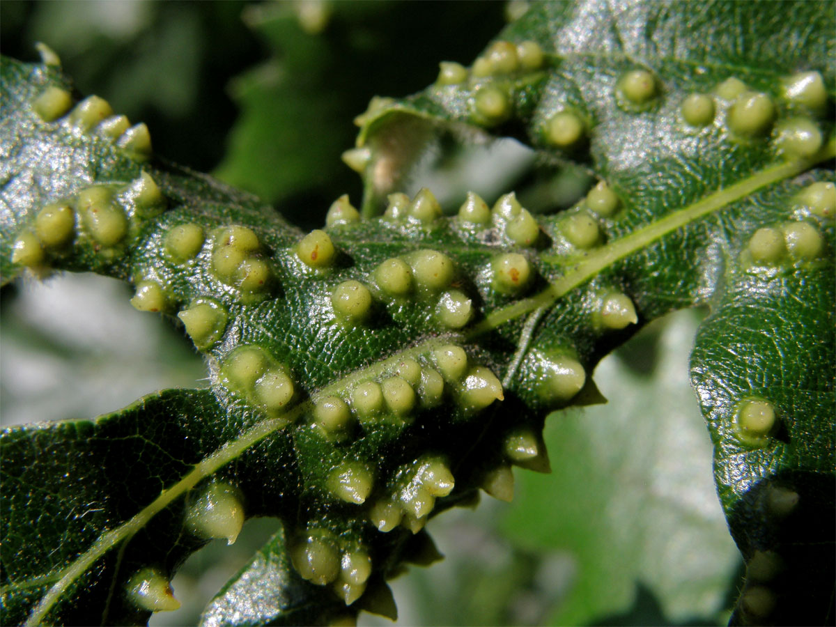 Hálky bejlomorky Dryomia circinnans, dub cer