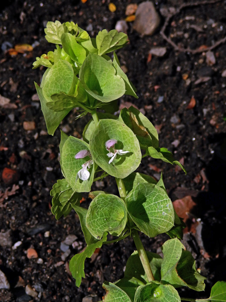 Molučenka hladká (Molucella laevis L.)