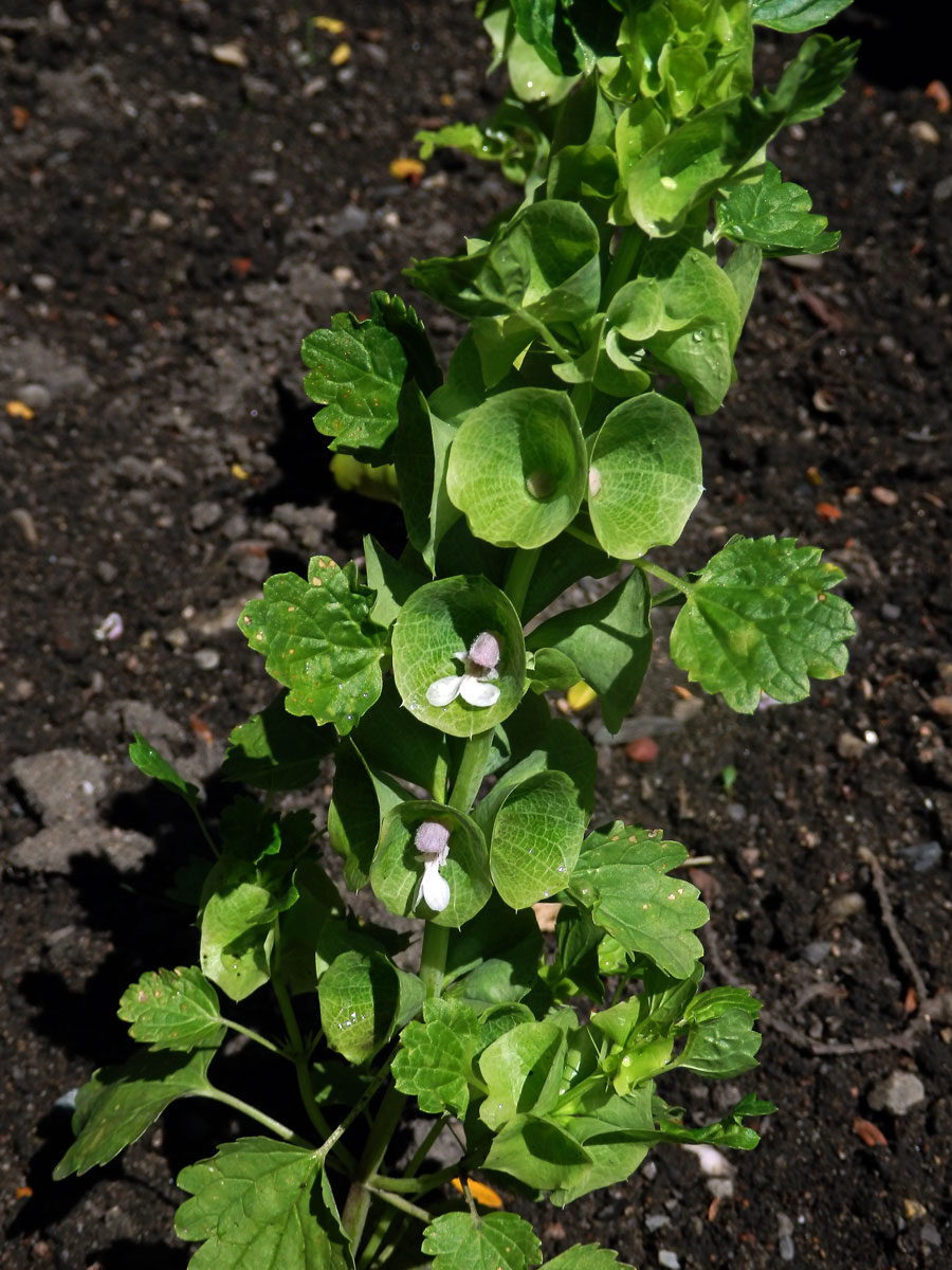 Molučenka hladká (Molucella laevis L.)