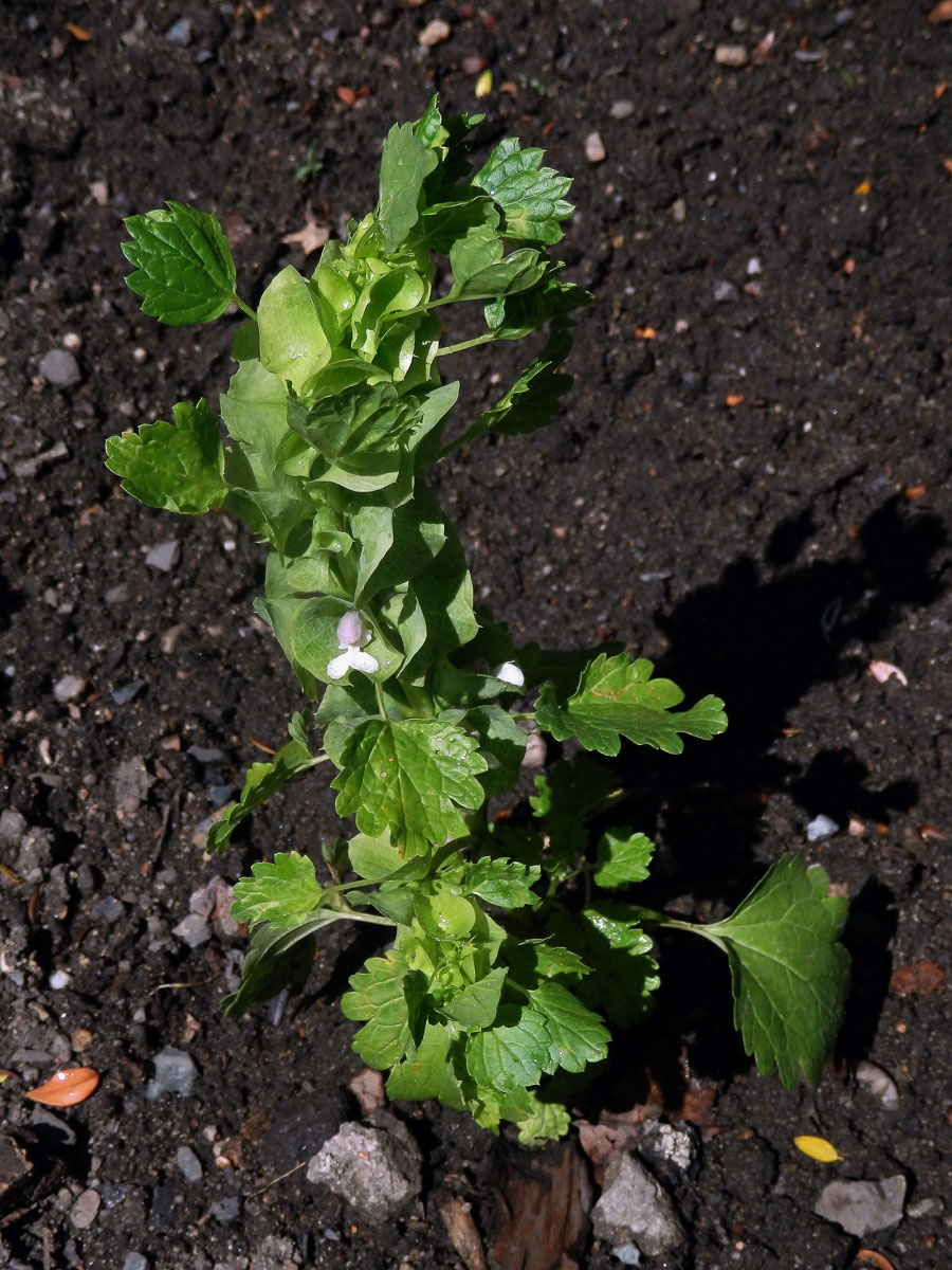 Molučenka hladká (Molucella laevis L.)