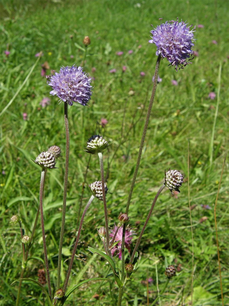 Čertkus luční (Succisa pratensis Moench)