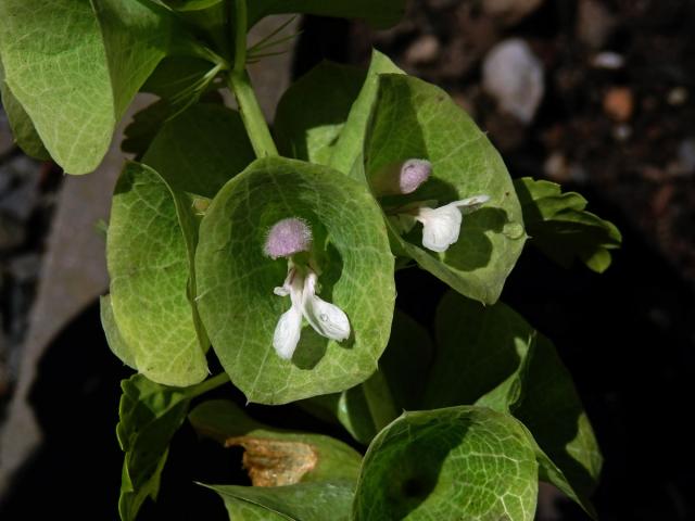 Molučenka hladká (Molucella laevis L.)