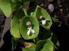 Molučenka hladká (Molucella laevis L.)