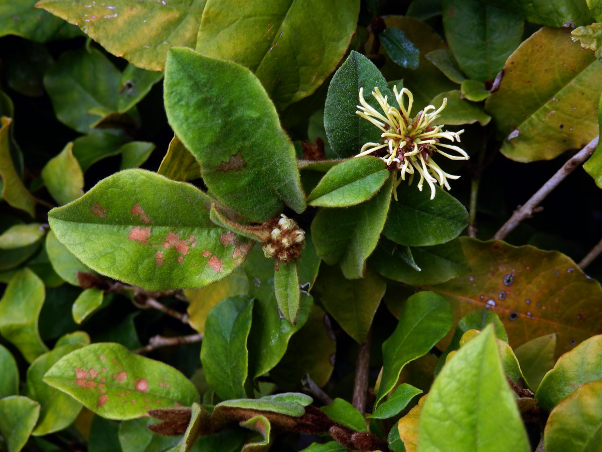 Hřívnatec chlupatý (Trichocladus crinitus Pers.)