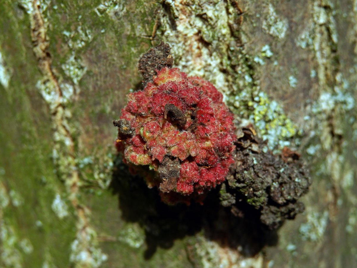 Hálky vlnovníka topolového (Aceria populi), topol černý