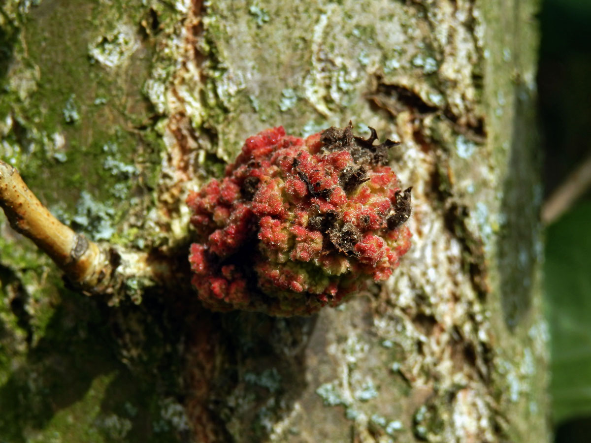 Hálky vlnovníka topolového (Aceria populi), topol černý