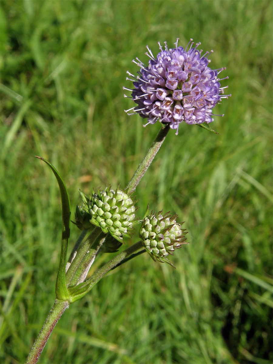 Čertkus luční (Succisa pratensis Moench)