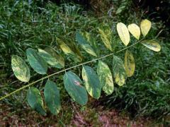 Trnovník akát (Robinia pseudoacacia L.) s panašovanými listy