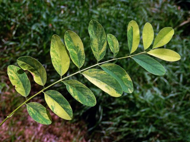 Trnovník akát (Robinia pseudoacacia L.) s panašovanými listy