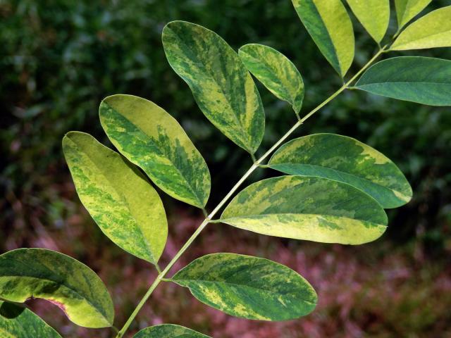 Trnovník akát (Robinia pseudoacacia L.) s panašovanými listy