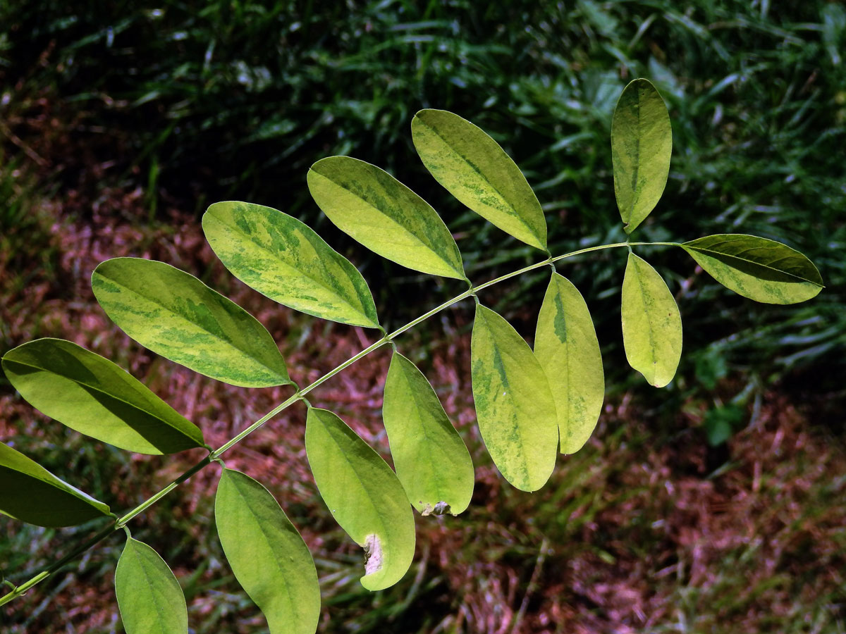 Trnovník akát (Robinia pseudoacacia L.) s panašovanými listy