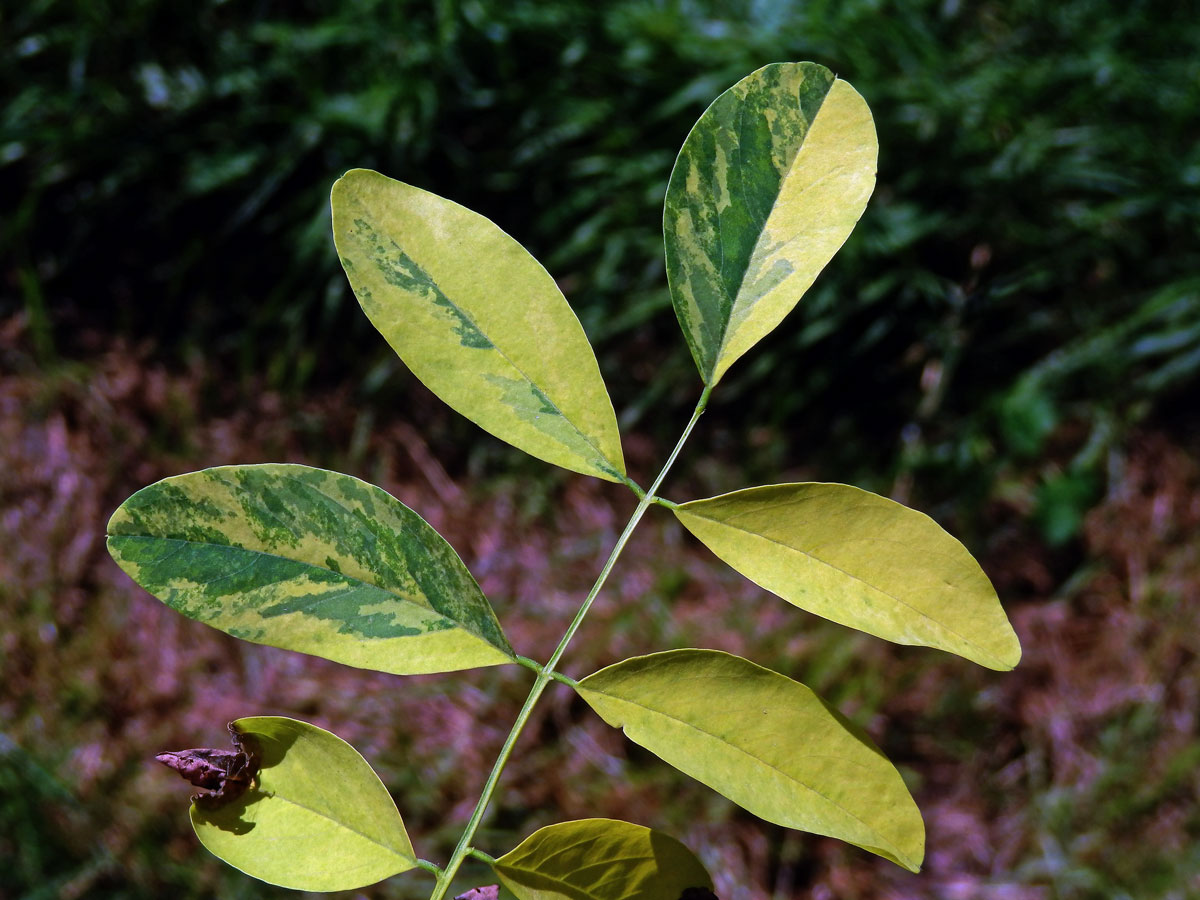 Trnovník akát (Robinia pseudoacacia L.) s panašovanými listy