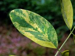 Trnovník akát (Robinia pseudoacacia L.) s panašovanými listy