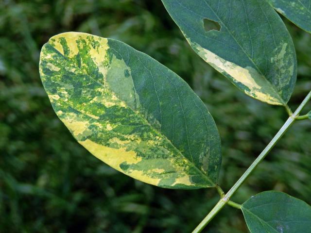 Trnovník akát (Robinia pseudoacacia L.) s panašovanými listy