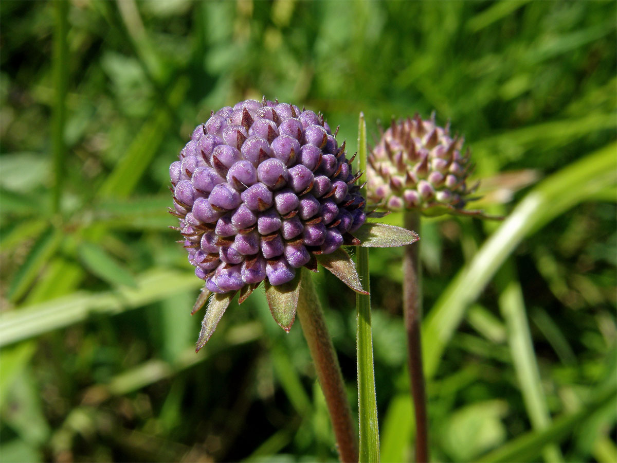 Čertkus luční (Succisa pratensis Moench)