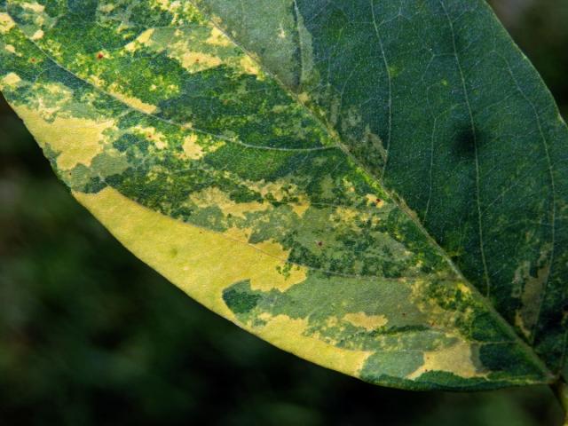 Trnovník akát (Robinia pseudoacacia L.) s panašovanými listy