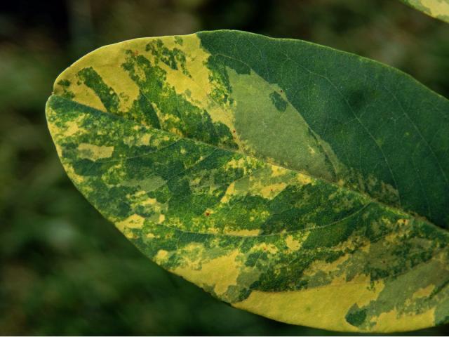 Trnovník akát (Robinia pseudoacacia L.) s panašovanými listy