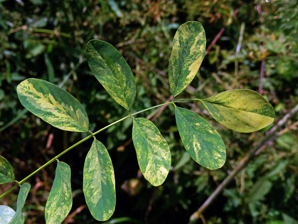 Trnovník akát (Robinia pseudoacacia L.) s panašovanými listy