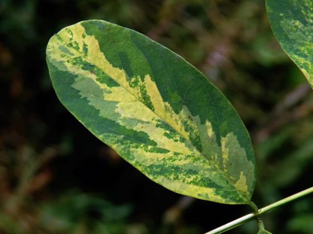 Trnovník akát (Robinia pseudoacacia L.) s panašovanými listy