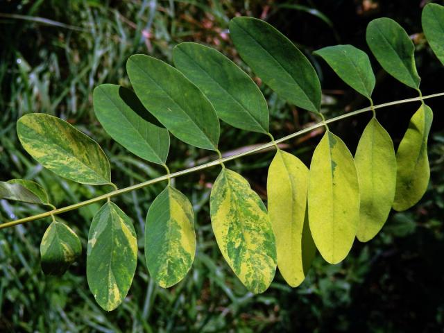 Trnovník akát (Robinia pseudoacacia L.) s panašovanými listy