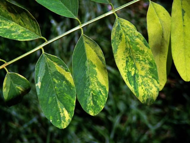 Trnovník akát (Robinia pseudoacacia L.) s panašovanými listy