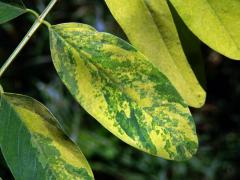 Trnovník akát (Robinia pseudoacacia L.) s panašovanými listy