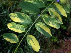 Trnovník akát (Robinia pseudoacacia L.) s panašovanými listy