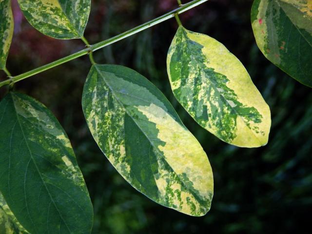 Trnovník akát (Robinia pseudoacacia L.) s panašovanými listy